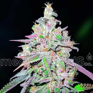 Mendocino chanel kush