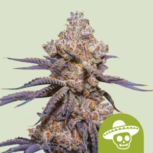 Mexican rush auto