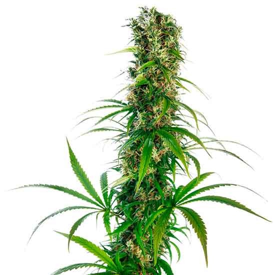 Michka regular (10) sensi seeds