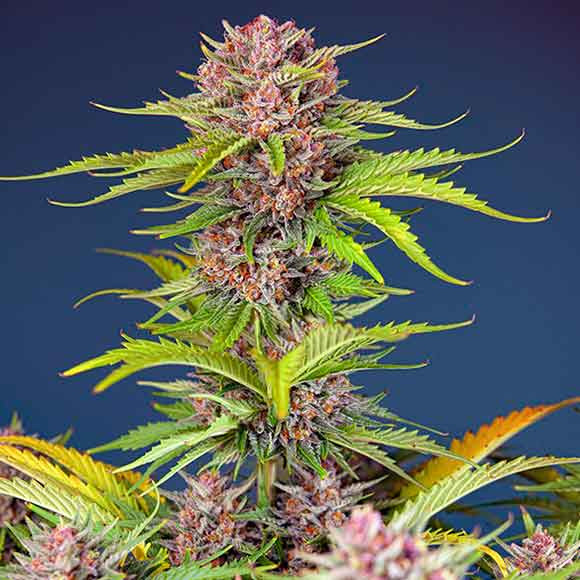 Mimosa bruce banner xl auto