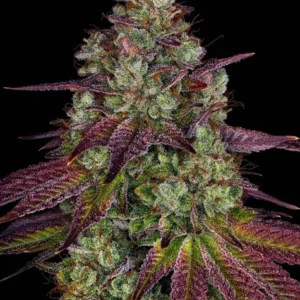 Mimosa evo barney´s farm seeds