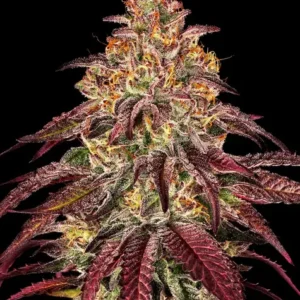 Mimosa x orange punch auto barney's farm seeds