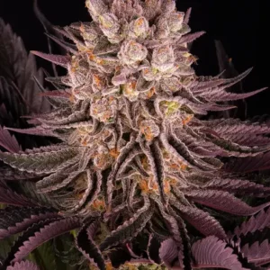 Mimosa x orange punch barneys farm seeds