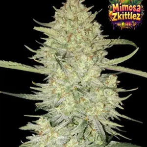 Auto Mimosa Zkittlez