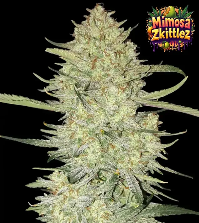 Auto Mimosa Zkittlez — semilla autofloreciente a granel