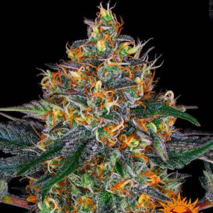 Moby dick auto auto barney's farm seeds