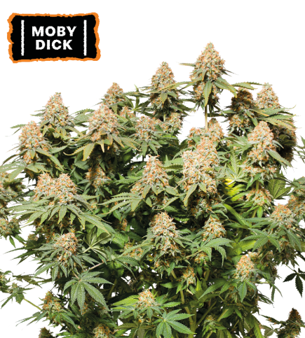 Moby dick