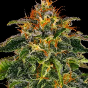 Moby dick 100% barneys farm seeds