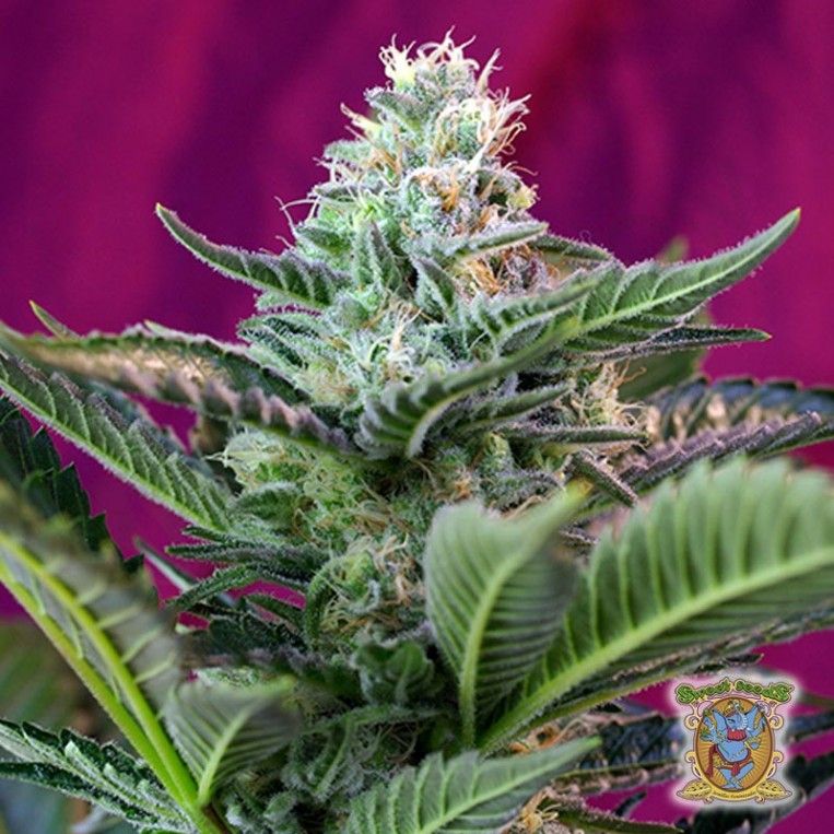 Mohan ram auto (5) sweet seeds