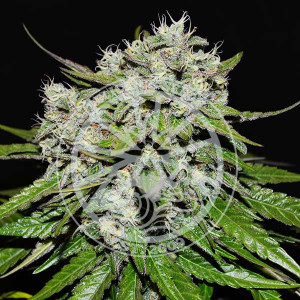 Neville's rose auto delicious