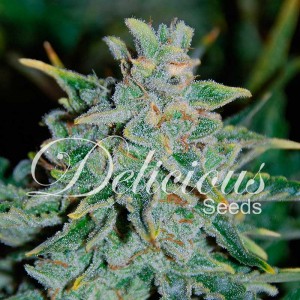 Northern light blue auto delicious