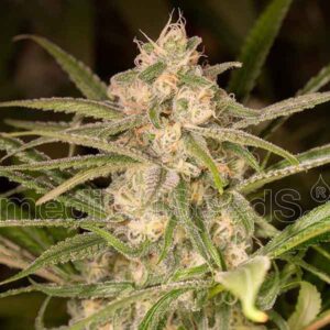 No name auto