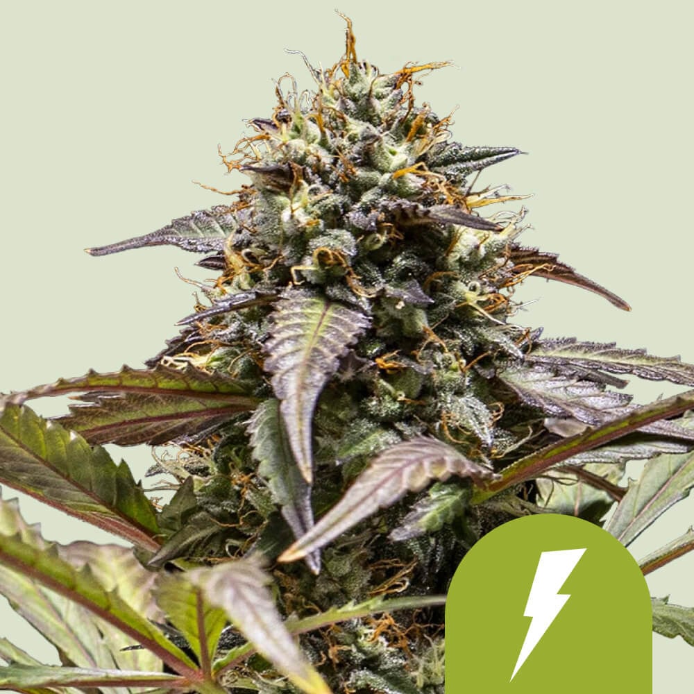 North thunderfuck auto