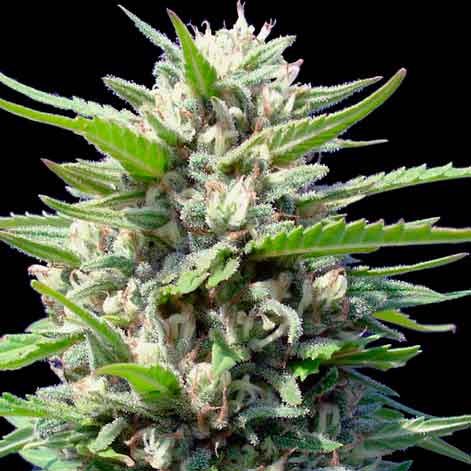 Northern lights auto