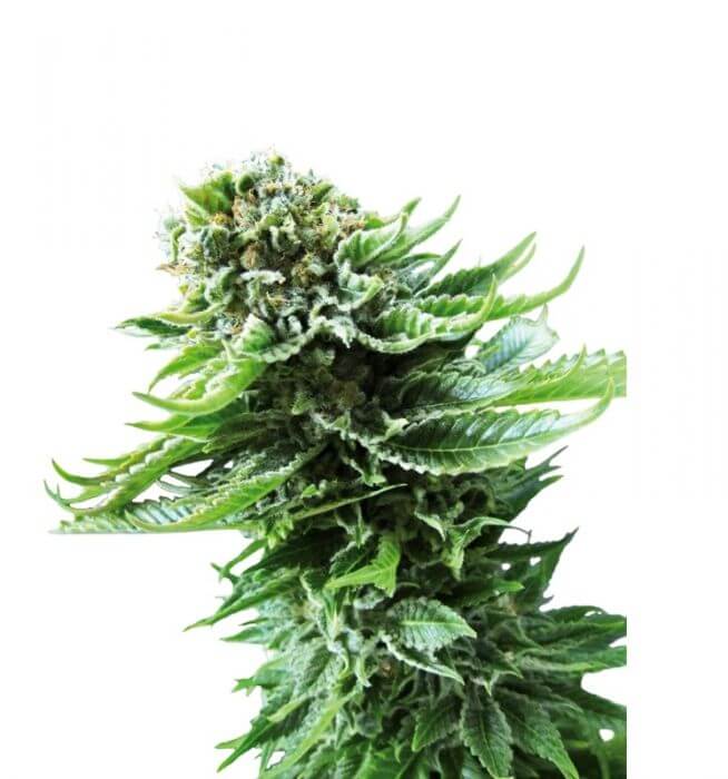 Northern light auto