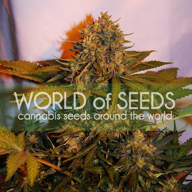 Northern light x big bud ryder auto