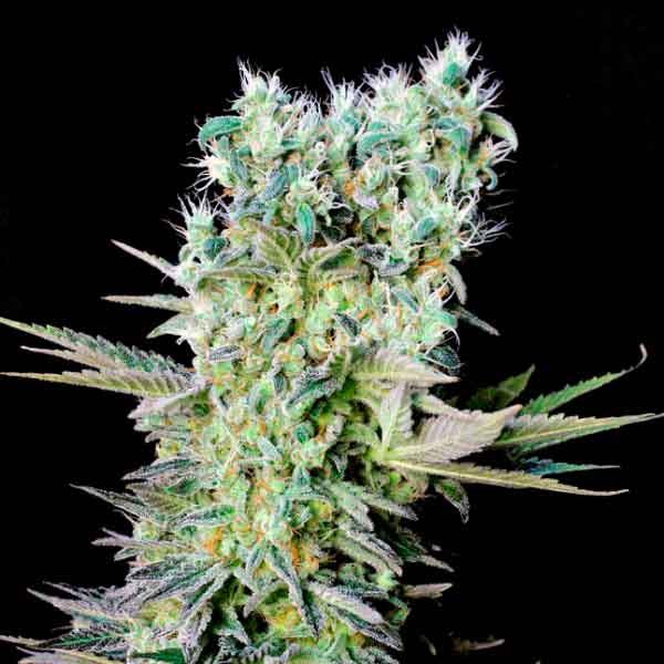 Northern lights x