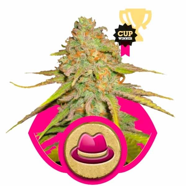 O.g. kush