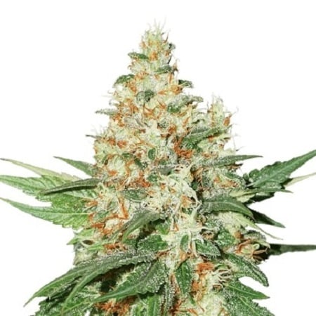 O.g.kush auto