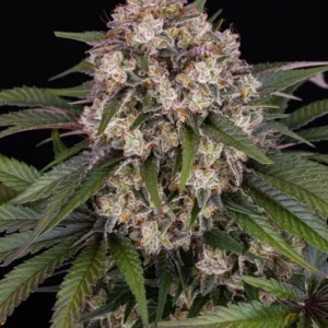 Og kush auto barneys farm