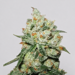 OG Kush Granel