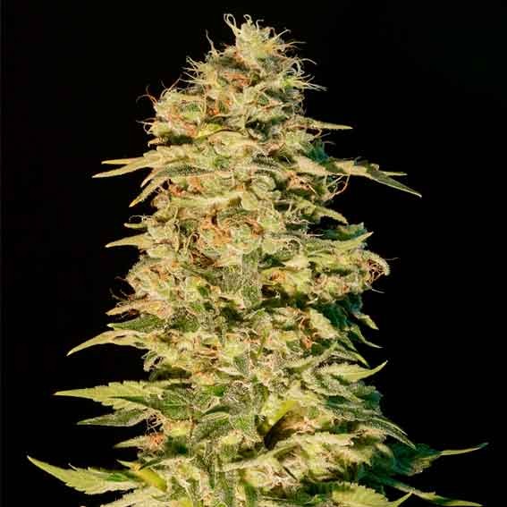 Og lemon bilbo