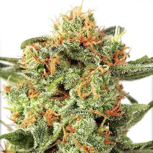 Orange hill special (10) regular dutch passion