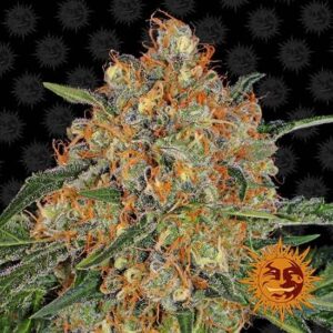 Orange sherbert 100% barney's farm seeds