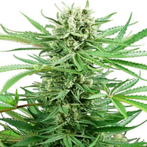 Papi chulo og
