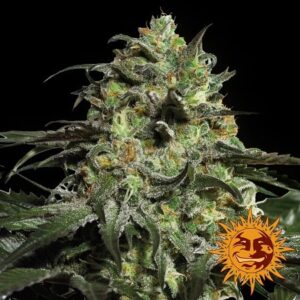 Peyote cookies (1) 100% barney's farm seeds