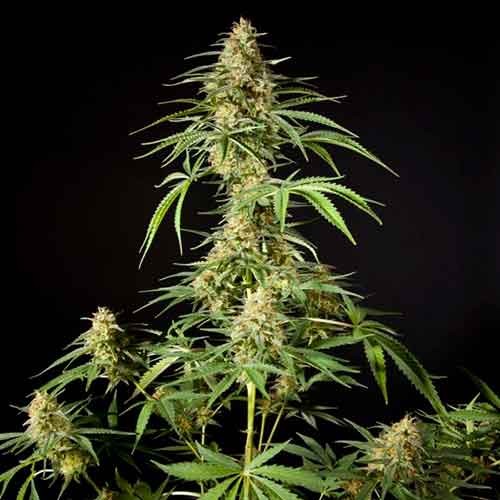 Philo skunk