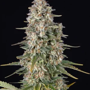 Pineapple chunk (5) 100% barney's farm seeds