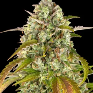Pineapple express auto barney barney's farm seeds