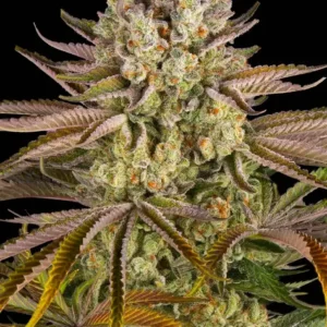 Pineapple express 100% barney's seeds
