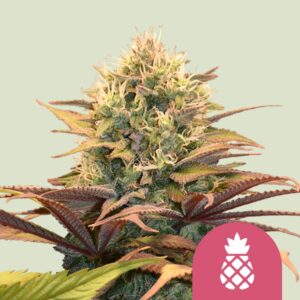 Pineapple kush