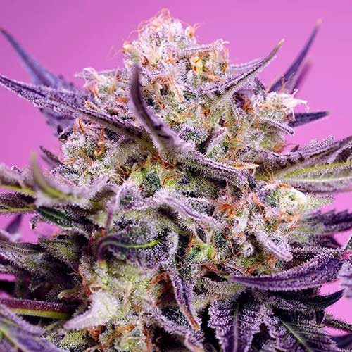 Pink guava f1 fast version