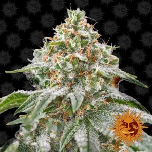 Pink kush barney´s farm seeds