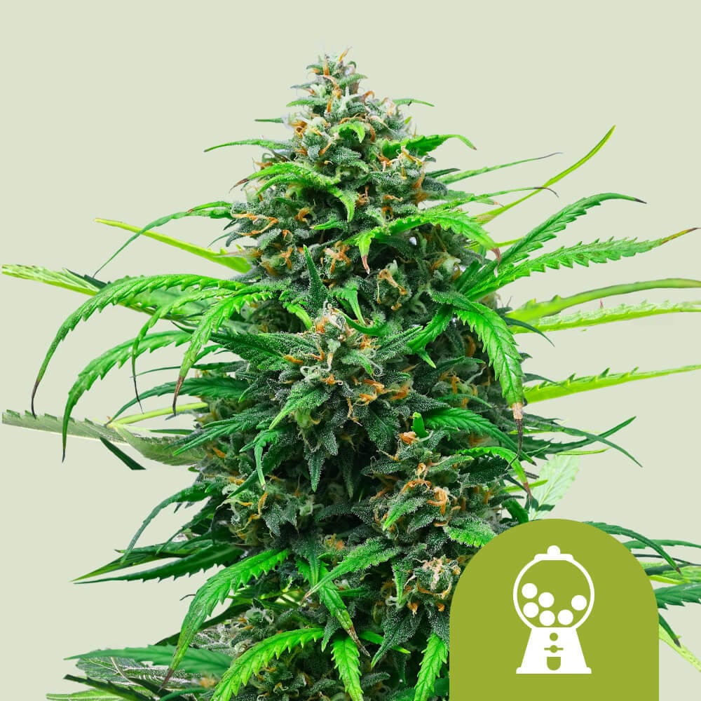 Pink runtz auto