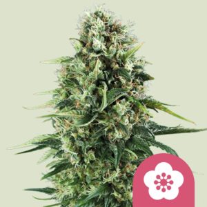 Power flower