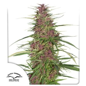 Purple 1