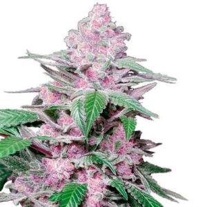 Purple cookie kush