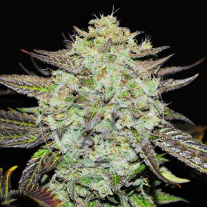 Purple mango kush delicious