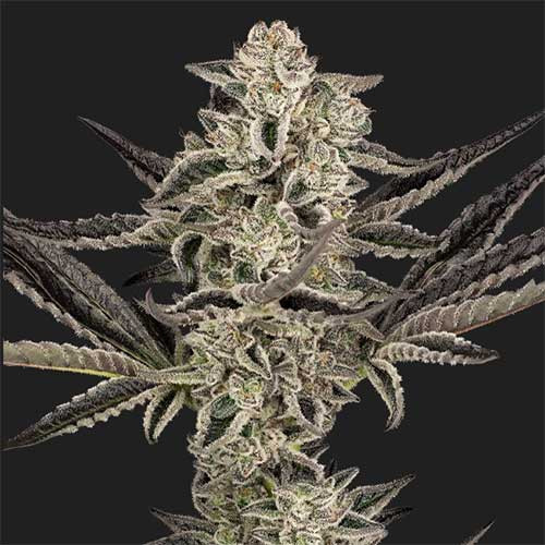 Purple pickle auto
