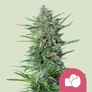 Purple punch