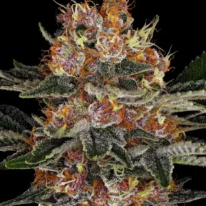Purple punch auto barney's farm seeds