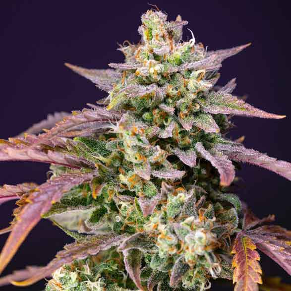 Purple punch og xl auto