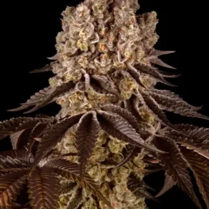 Purple punch 100% barney's farm seeds