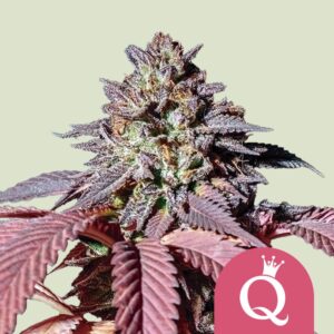 Purple queen
