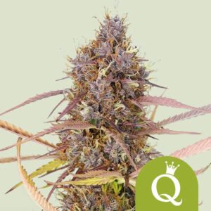 Purple queen automatic