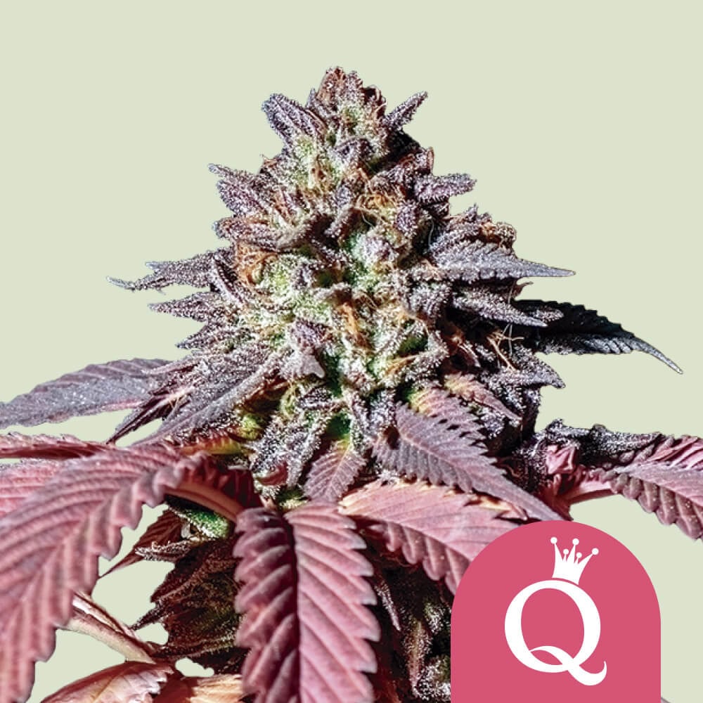 Purple queen